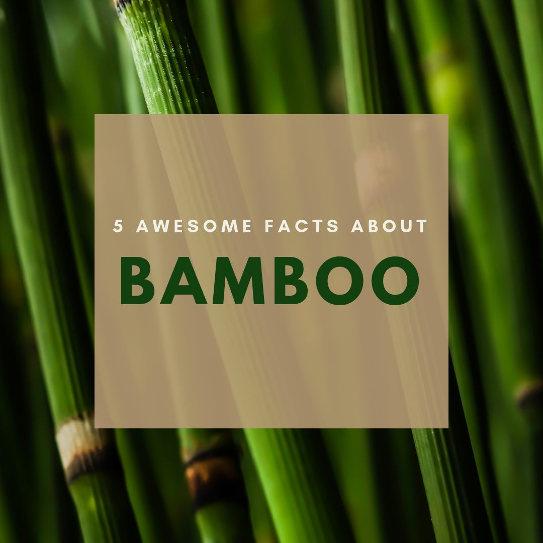 Is Bamboo Clothing a better Choice? 5 Points to Consider.